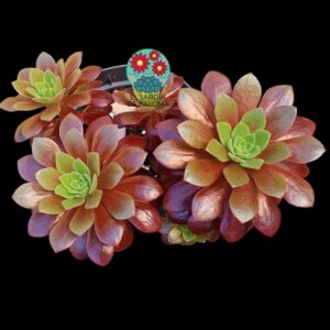 Aeonium "Plum purdy" bouquet
