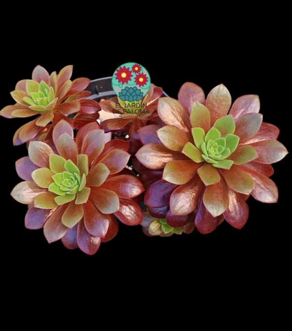 Aeonium "Plum purdy" bouquet