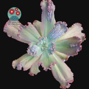 Echeveria Verrugas (hibrido gibbiflora, es grande)