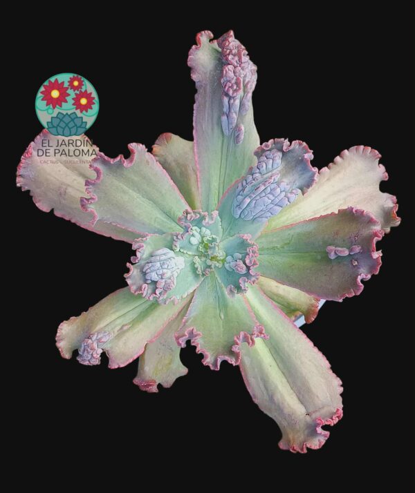 Echeveria Verrugas (hibrido gibbiflora, es grande)