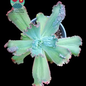 Echeveria Verrugas (hibrido gibbiflora)