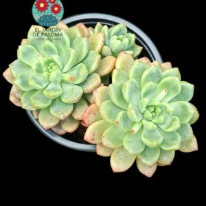 Echeveria Vienna doble