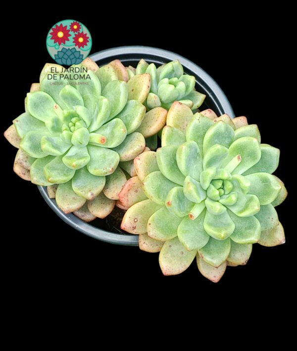 Echeveria Vienna doble