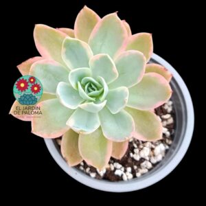 Echeveria "Pink vera" variegata (importación)