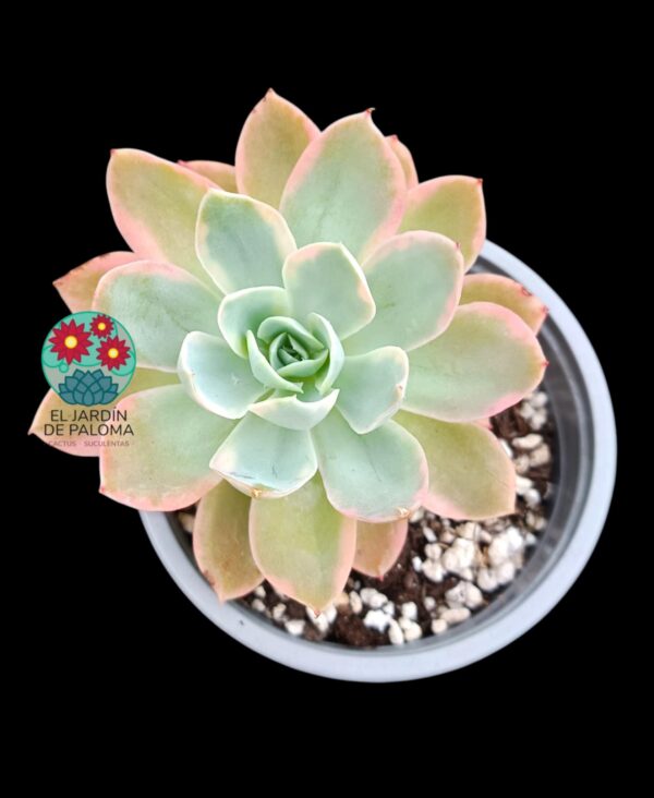Echeveria "Pink vera" variegata (importación)
