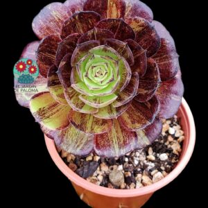 Aeonium Voodoo x bing bang variegata (importación)