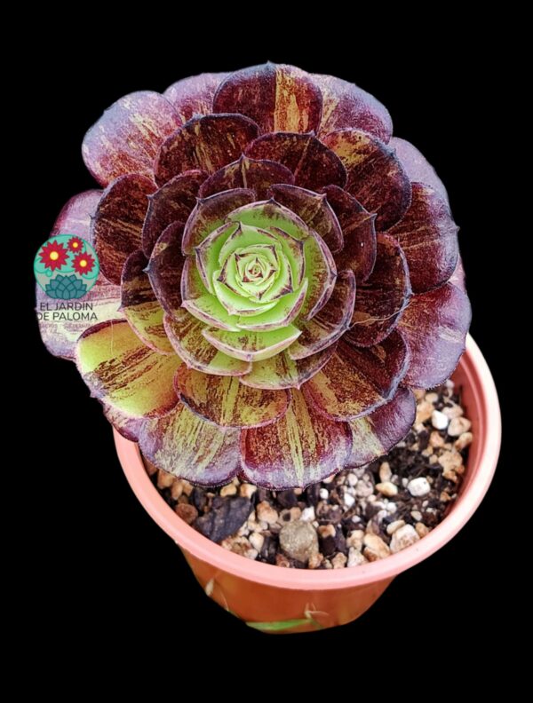 Aeonium Voodoo x bing bang variegata (importación)