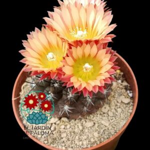 Copiapoa Echinoides