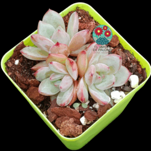 Echeveria Pink champagne (importación)