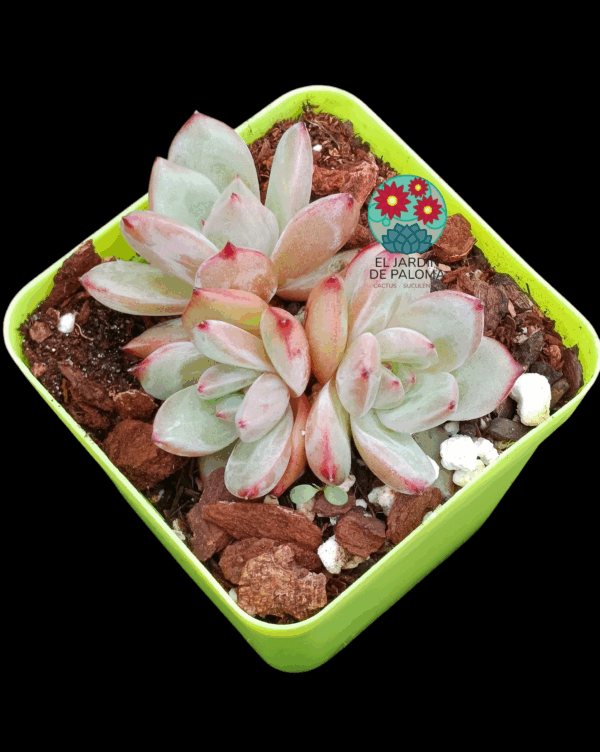 Echeveria Pink champagne (importación)