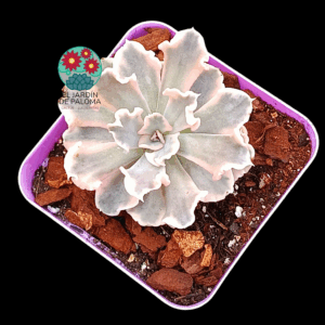 Echeveria Saffron variegata