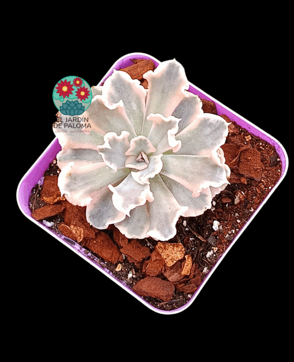Echeveria Saffron variegata