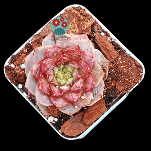 Echeveria Sugar heart (importación)