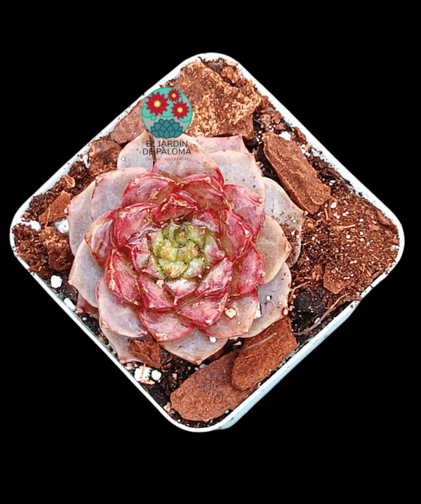 Echeveria Sugar heart (importación)
