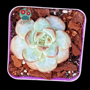 Echeveria Odette (importación)