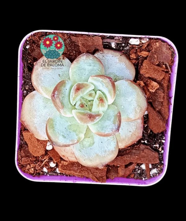 Echeveria Odette (importación)