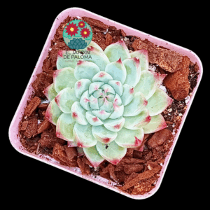 Echeveria Naugthy (importación)