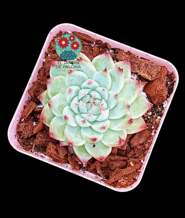 Echeveria Naugthy (importación)