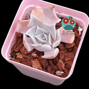 Echeveria Desert camel (importación)
