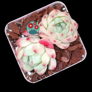 Echeveria Pink crystal doble (importación)