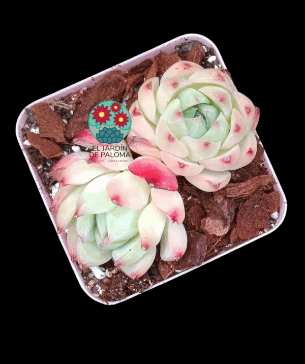 Echeveria Pink crystal doble (importación)