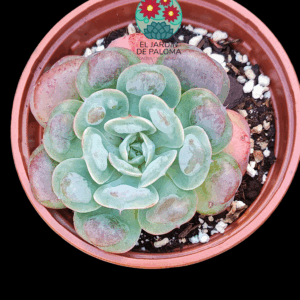 Echeveria Raindrops