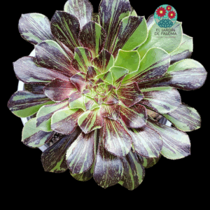 Aeonium Dan Quing x Bing bang variegata (importación)