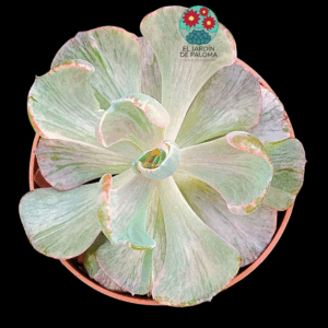 Echeveria Beyonce variegata