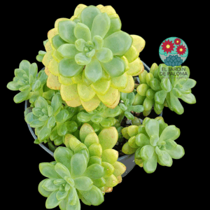 Sedum "Alice Evans" (muy grande)