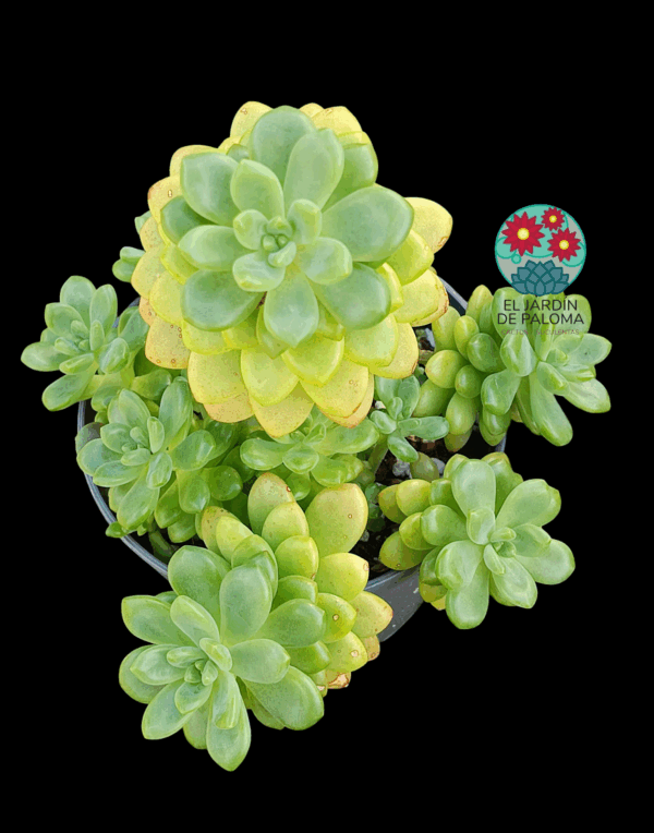 Sedum "Alice Evans" (muy grande)