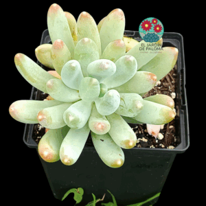 Pachyveria Coco (buen tamaño)