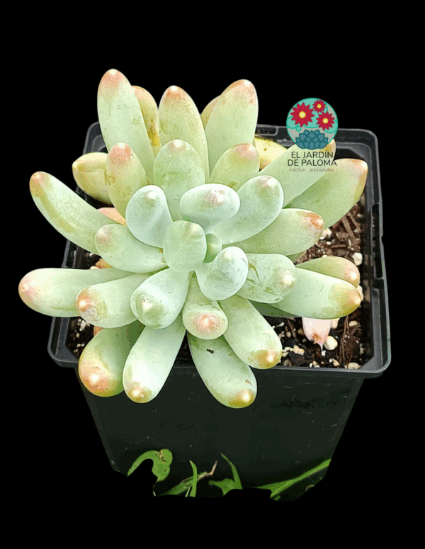 Pachyveria Coco (buen tamaño)