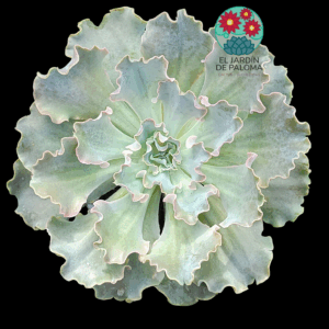 Echeveria Cielo (es grande)
