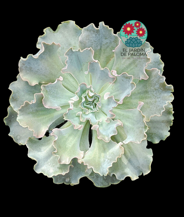 Echeveria Cielo (es grande)
