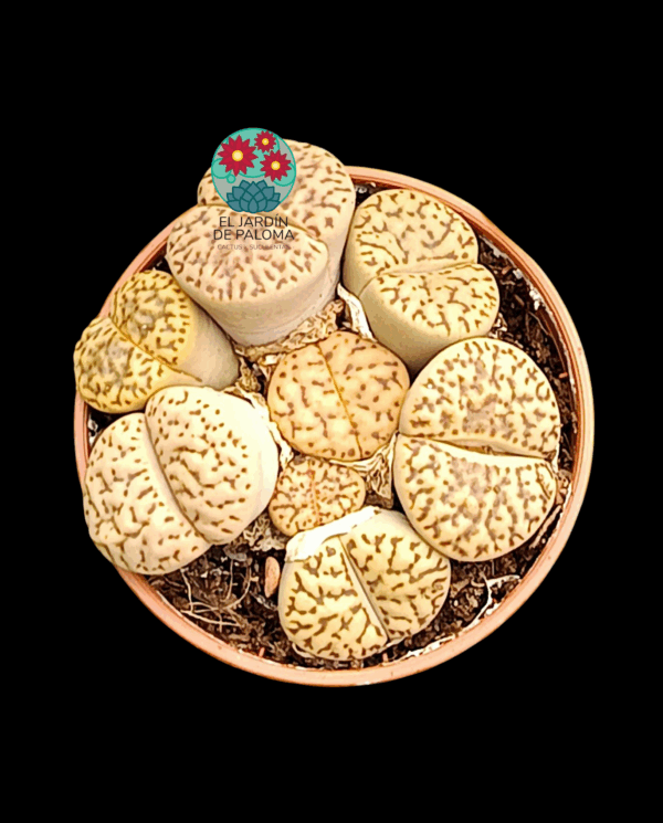 Maceta Lithops bromfieldii (no es grande)