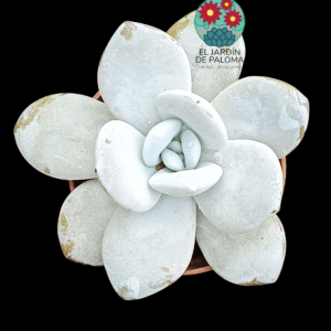 Echeveria Laui (no es grande)