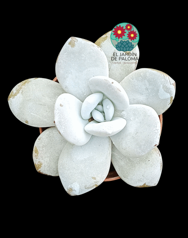 Echeveria Laui (no es grande)