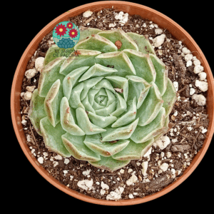 Echeveria Hyalina