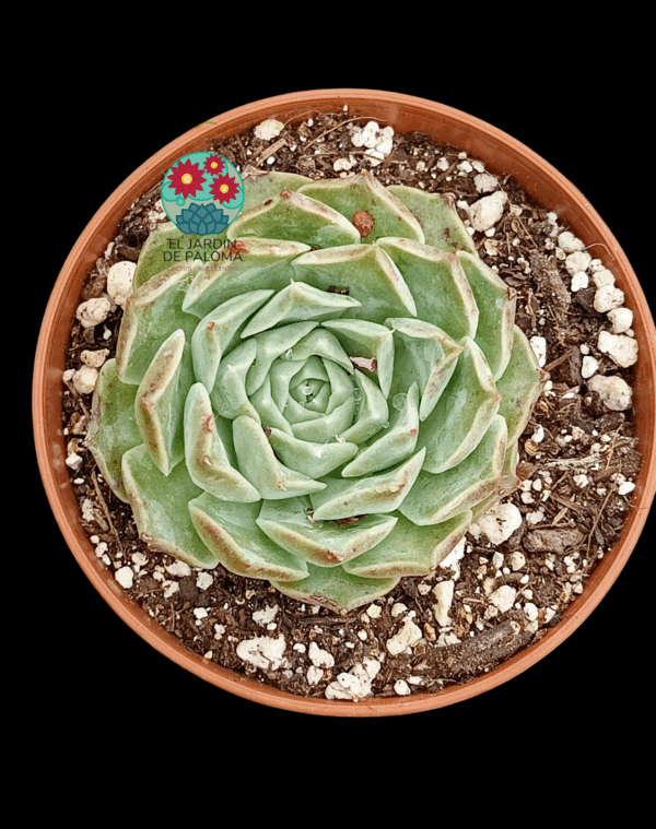 Echeveria Hyalina