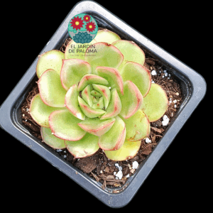 Echeveria Madonna (no es grande)