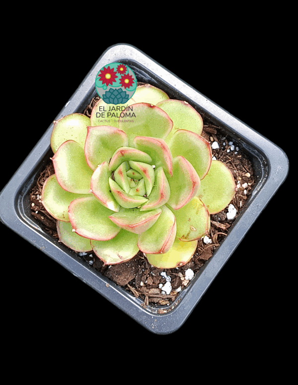 Echeveria Madonna (no es grande)