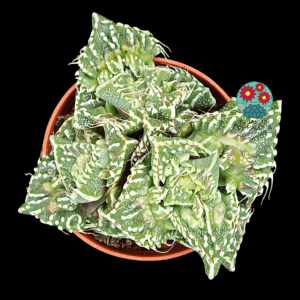 Faucaria tuberculosa "Super warty"