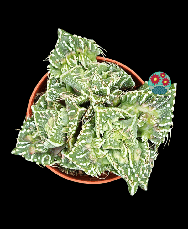 Faucaria tuberculosa "Super warty"