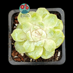Echeveria Gemstone (importación)