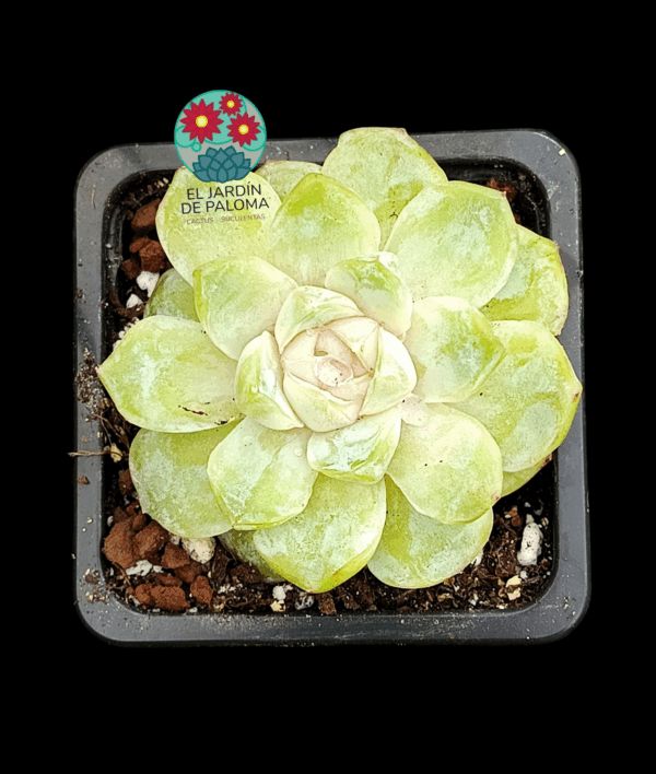 Echeveria Gemstone (importación)