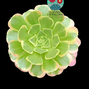 Aeonium Tesla variegata (importación, tamaño más pequeño)