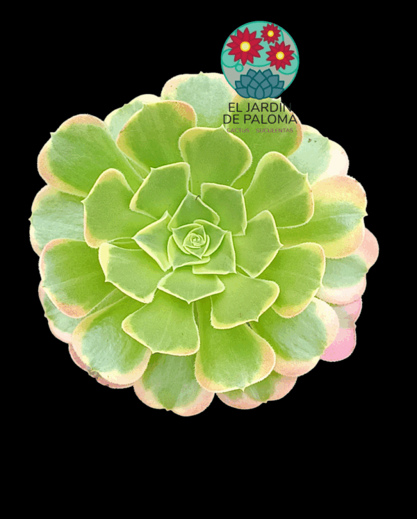 Aeonium Tesla variegata (importación, tamaño más pequeño)