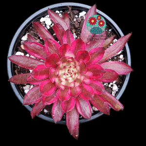 Aeonium Inmortal Sunset variegata (importación)