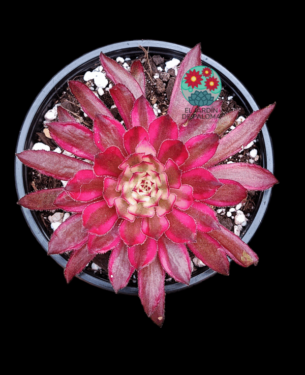Aeonium Inmortal Sunset variegata (importación)