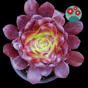 Aeonium Deep purple